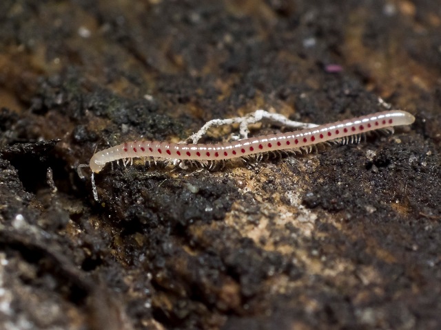 Blaniulus guttulatus, the 'spotted snake millipede', an invasive species in Australia